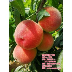 桃树苗种植说明,枣阳桃花岛,黄冈桃树苗种植